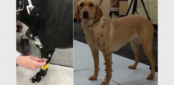 Dogs with markers attached to the fur, that enable 3-dimensional motion capture techniques to model the forces on the dogs elbow joints as it moves