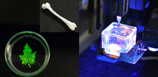 Complex designs made possible using ‘Printer.HM’. From left, a leaf-shaped scaffold with cellulose-based hydrogels; a femur model printed with bioceramic hydrogel; embedded printing in a support bath.