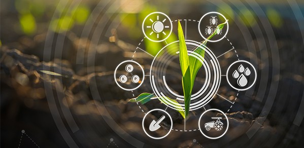 Maize seedling in a cultivated agricultural field with graphic concepts showing modern agricultural technology, digital farm and smart farming innovation.