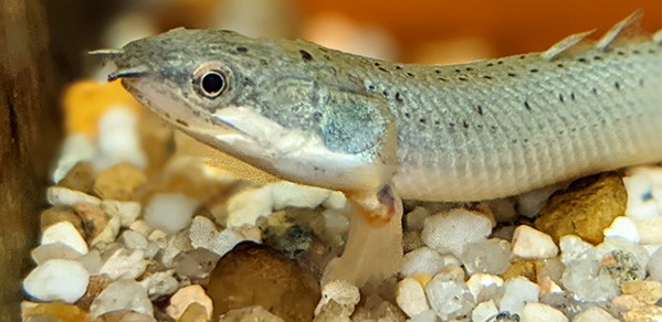 The bichir "Polypterus senegalus". This African fish can breathe air and ‘walk’ on land using two front fins.