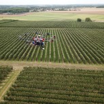 Kent orchards can be surveyed before harvest for accurate yield estimates