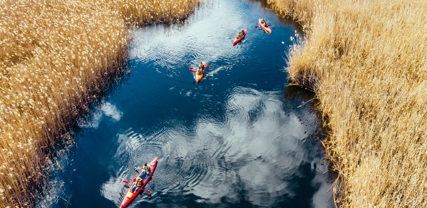 Group of people in kayaks among reeds on the autumn river.