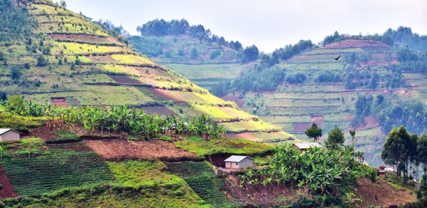 After the Rainforest, Uganda