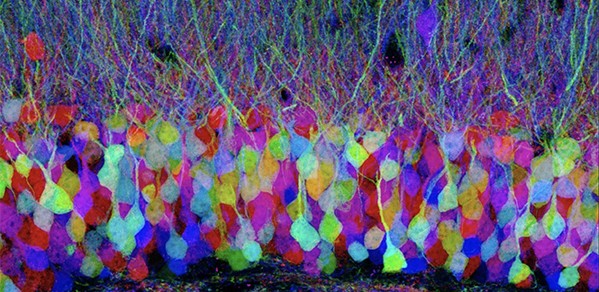 Confocal image of pastel neurons in the hippocampus of a 'Brainbow' mouse brain, with each neuron expressing a distinct colour. 