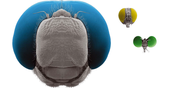 A dragonfly (blue) has a larger brain than a robber fly (green) or a killer fly (yellow), but what are the trade-offs?