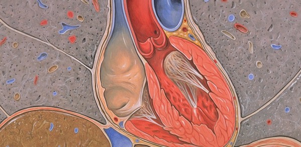 Heart coronal cross-section