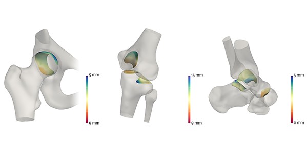 Hip, knee and ankle joints analysed by the JSM algorithm.
