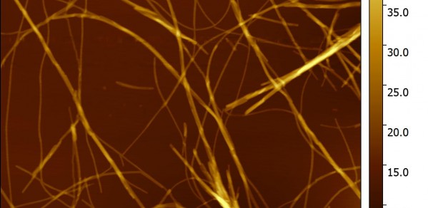 Fibrils of the peptide hormone Oxyntomodulin, with diameters ranging  from ~6 to 40 nm