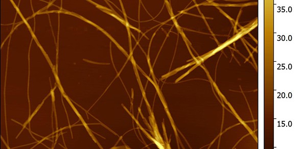 Fibrils of the peptide hormone Oxyntomodulin, with diameters ranging from ~6 to 40 nm