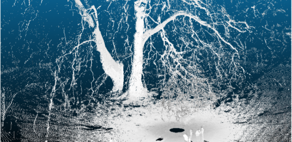 Sample image of the largest London Plane tree in the UK from the laser scan point-cloud