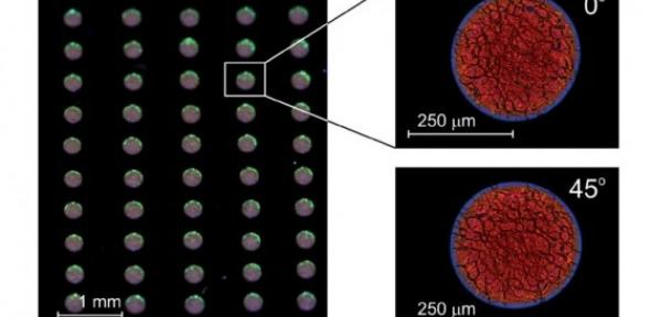 Pictures of inkjet-printed LC laser droplets on to a PVA film