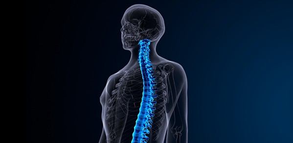 Illustration of spinal cord