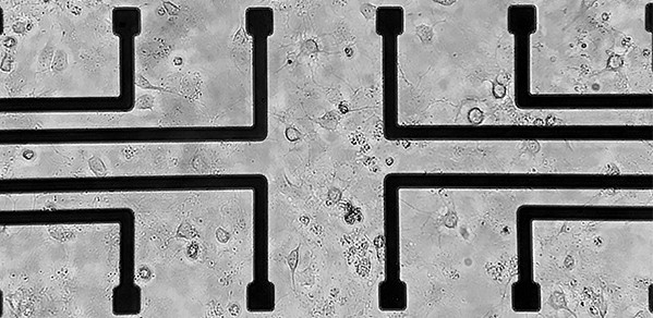 Neurons (small cells with a tail & rounded head) & astrocytes (flattened, hexagonal cells) can be seen being both stimulated & recorded by electrodes, so as to build an in vitro brain injury model.