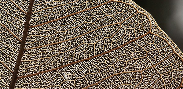 A macro photo of the veins of a leaf