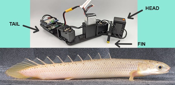 Researchers created a computer model based on the movements of a grey bichir (pictured bottom) native to Africa, and several other walking fish. They then built a physical robot fish (pictured top)