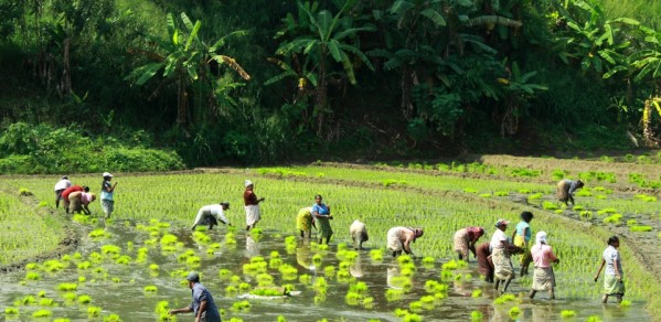 Rice farming paddy field 