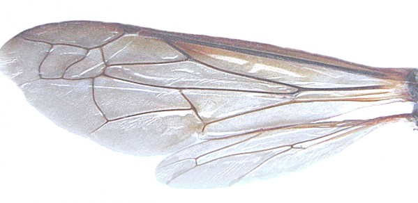 Wasp wing
