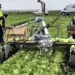 Field tests of 'Vegebot' the automated Lettuce Harvesting Robot developed by the Bio-Inspired Robotics Lab