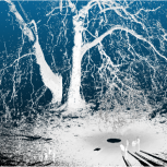 Sample image of the largest London Plane tree in the UK from the laser scan point-cloud