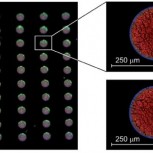 Pictures of inkjet-printed LC laser droplets on to a PVA film