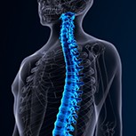 Illustration of spinal cord in electric blue, visible through a grey-coloured outer layer resembling the human body.