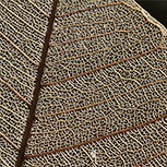 A zoomed in close-up of the vein network on a leaf