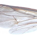 Wasp wing