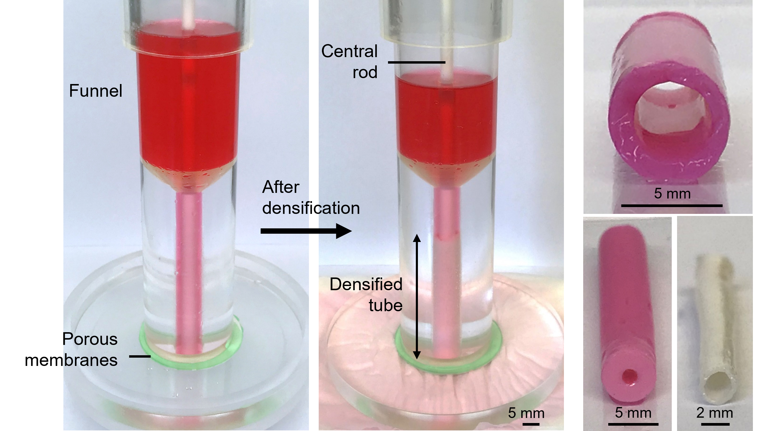 Patented method for de novo production of biological grafts from “densified” collagen hydrogel, through an approach which does not require the use of cells or decellularization methods, supporting true off the shelf capability.