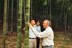 Bamboo Forest