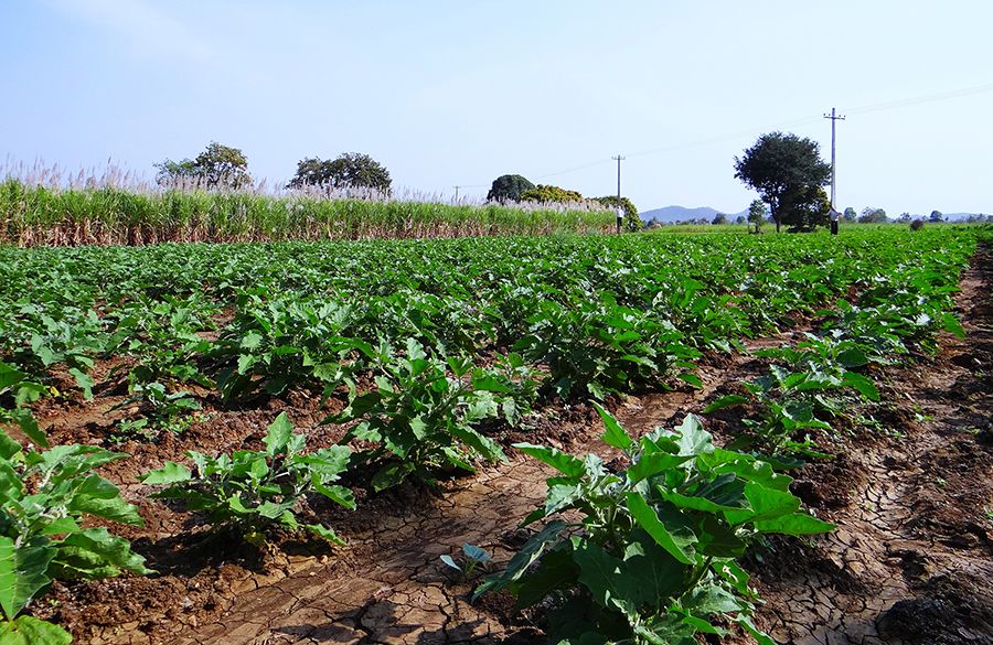 Veg growing in field