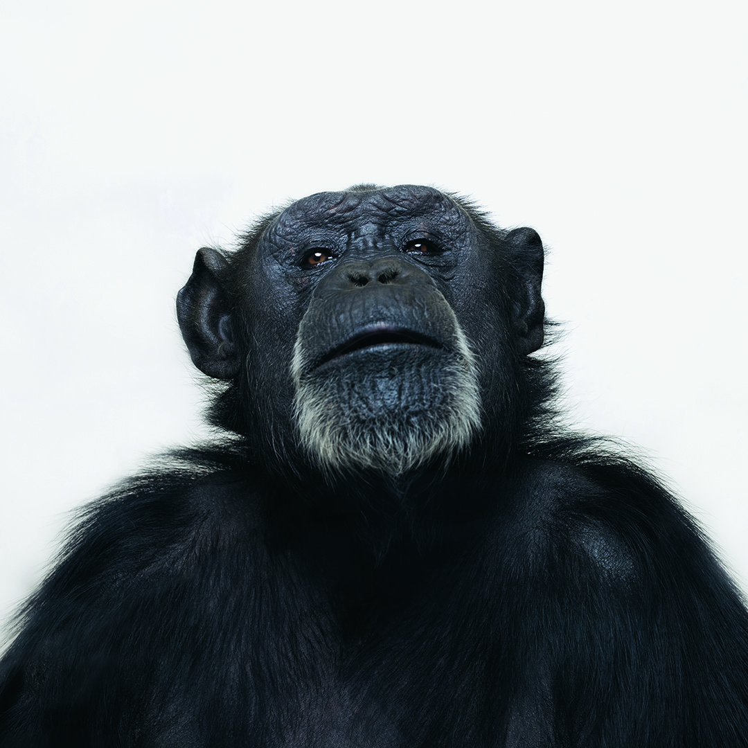 chimpanzee